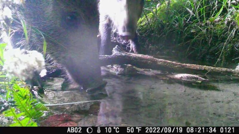 Come e dove posizionare la fototrappola