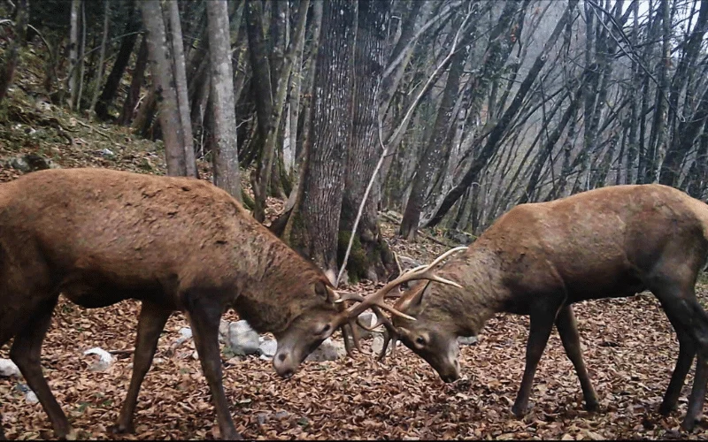 Come e dove posizionare la fototrappola