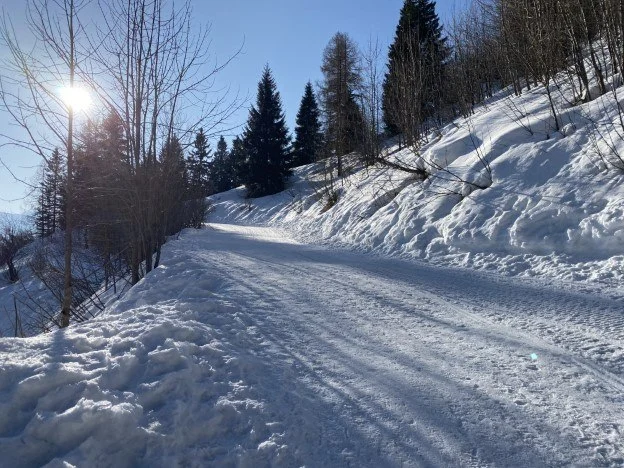 Strada innevata nel bosco con il sole tra gli alberi