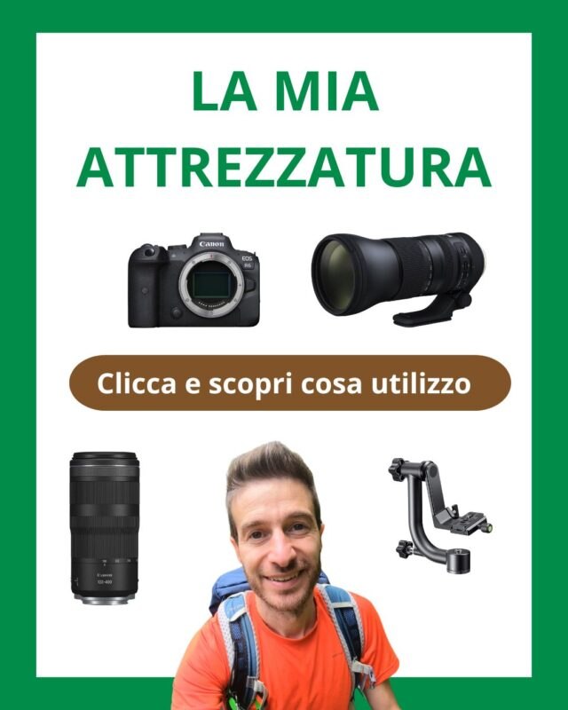 Come Fotografare i Caprioli