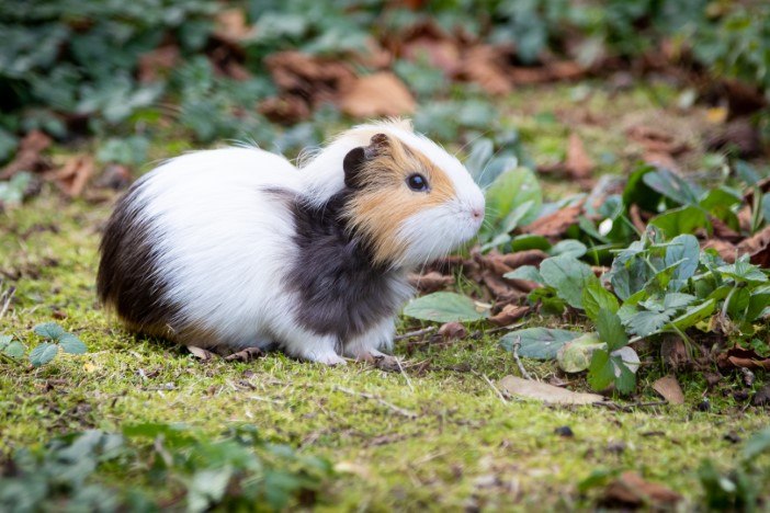 Come Fotografare gli animali selvatici
