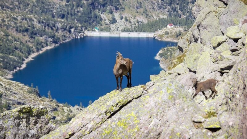 Come Fotografare gli animali selvatici