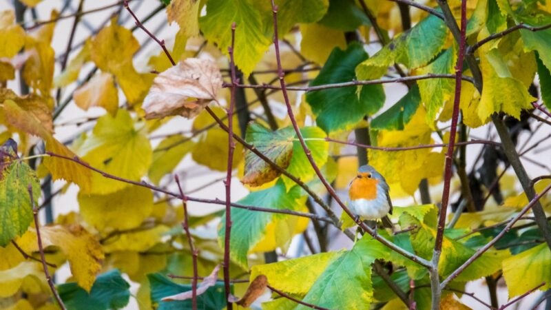 Come Fotografare gli animali selvatici