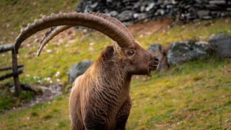 Come Fotografare gli animali selvatici