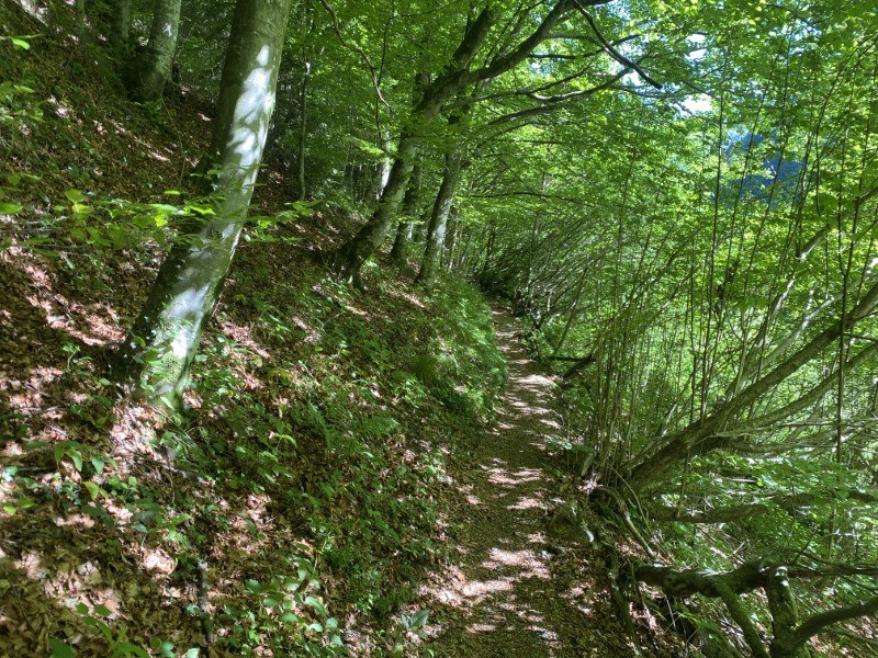 Anello Zorzone - Piani Bracca – Sentiero – foto 13