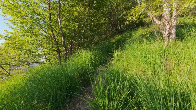 Monte Gioco da Corone – Sentiero – foto 19