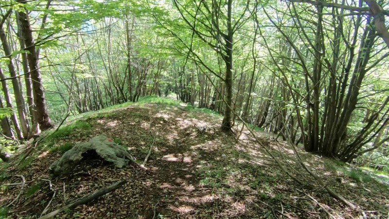 Monte Vaccareggio da Valpiana (anello) – Discesa con anello – foto 9