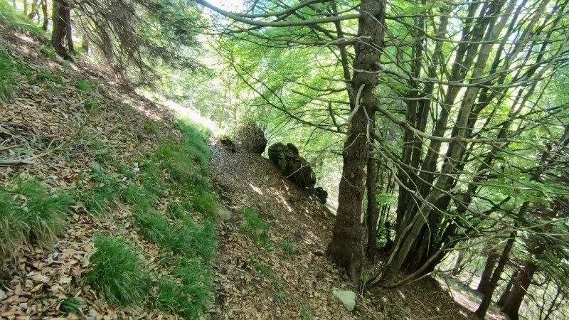 Monte Vaccareggio da Valpiana (anello) – Discesa con anello – foto 10