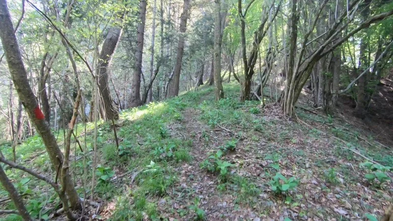 Monte Vaccareggio da Valpiana (anello) – Discesa con anello – foto 13