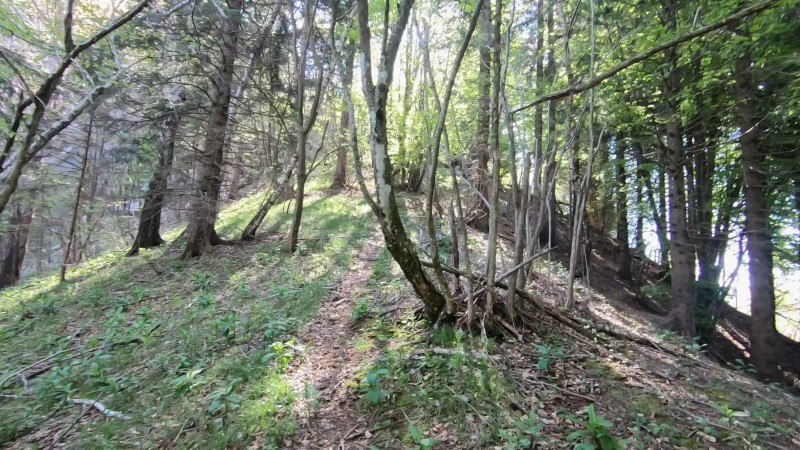 Monte Vaccareggio da Valpiana (anello) – Discesa con anello – foto 14