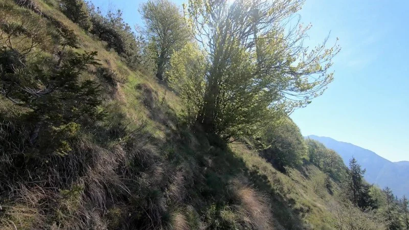 Monte Vaccareggio da Valpiana (anello) – Discesa con anello – foto 15