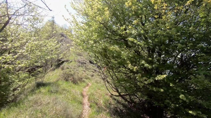 Monte Vaccareggio da Valpiana (anello) – Discesa con anello – foto 16