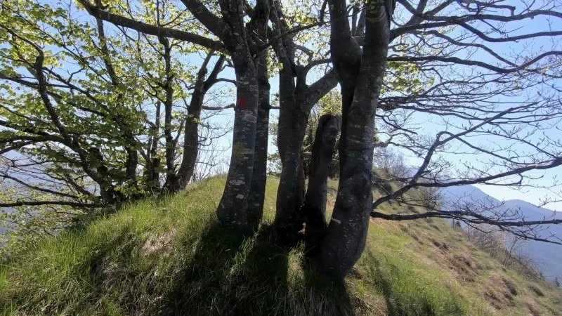 Monte Vaccareggio da Valpiana (anello) – Discesa con anello – foto 17