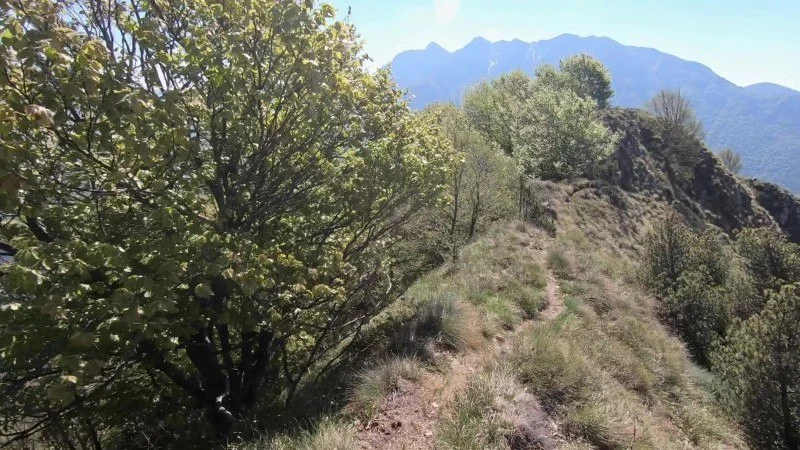Monte Vaccareggio da Valpiana (anello) – Discesa con anello – foto 26