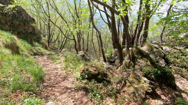 Monte Vaccareggio da Valpiana (anello) – Discesa con anello – foto 28