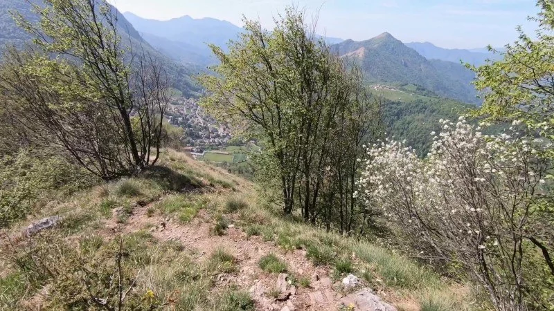 Monte Vaccareggio da Valpiana (anello) – Discesa con anello – foto 29